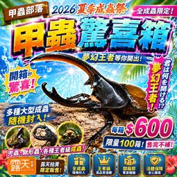 【甲蟲部落｜2026夏季成蟲祭】甲蟲驚喜箱｜全成蟲隨機福袋｜...