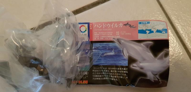 絕版商品 奇譚 自然色彩 海洋1 海洋生物 單售 瓶鼻海豚