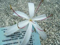 Crinum 'White Fluff