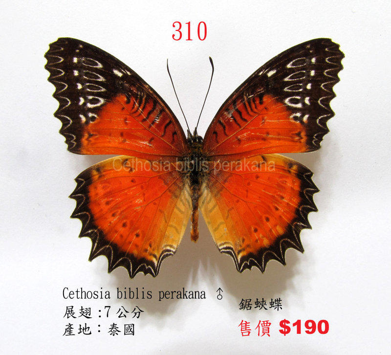 蟲新發現╭○-○╮蝴蝶標本A1~ 鋸蛺蝶  展翅8CM  產地：泰國