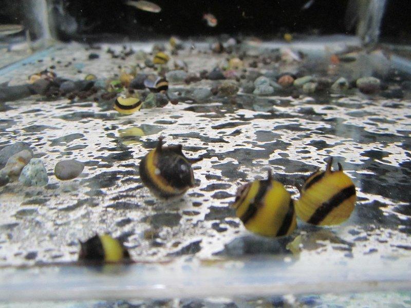 快樂水族-蜜蜂角螺 除藻 除青苔 讚 最少3顆