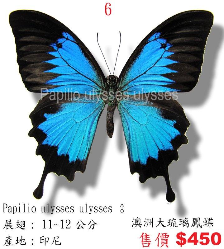蟲新發現╭○-○╮蝴蝶標本A1~澳洲大琉璃鳳蝶  展翅11CM  產地：印尼