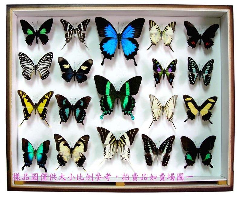 蝶の標本 美しいモルフォの世界(AA) - その他