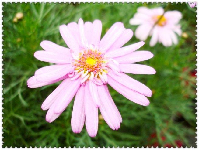 ♥糖心小舖♥~觀賞植物~重瓣粉瑪格麗特~有著粉紅色的花朵且開花數量多~