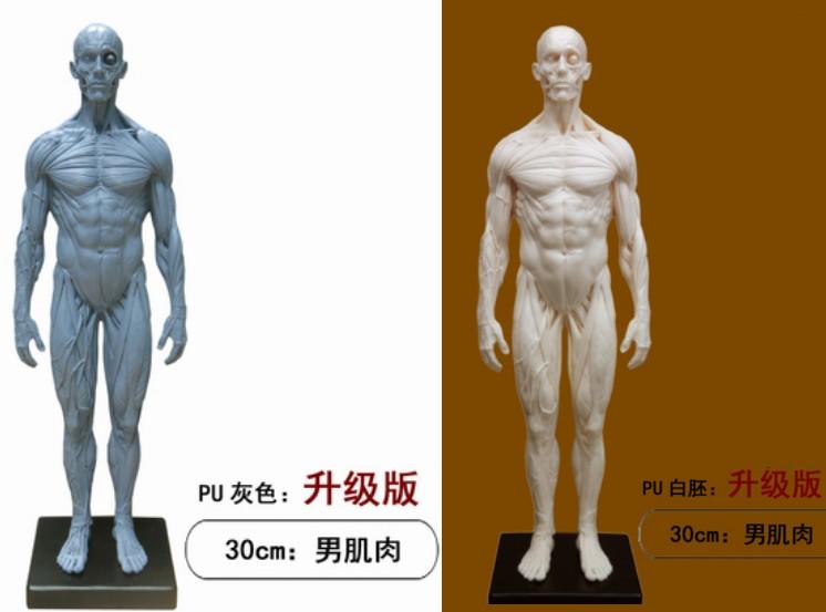 2023升級版💎30cm設計醫用雕塑繪畫CG參考 藝用人體解剖模型人體肌肉骨骼解剖結構模型美術