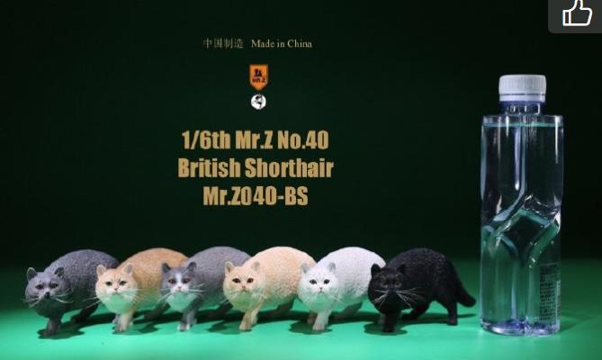 【那間模型】MR.Z 朱先生 1:6 黑貓 白貓 英國短毛貓 貓咪 貓 家貓 模型 公仔 玩具 生日禮物