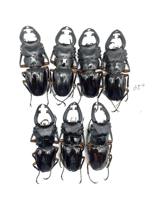 ピコピコ 一角蟲皇帝ガオーグ 黒成形 ピコピコ 一角蟲皇帝ガオーグ 黒成形 キャラクター