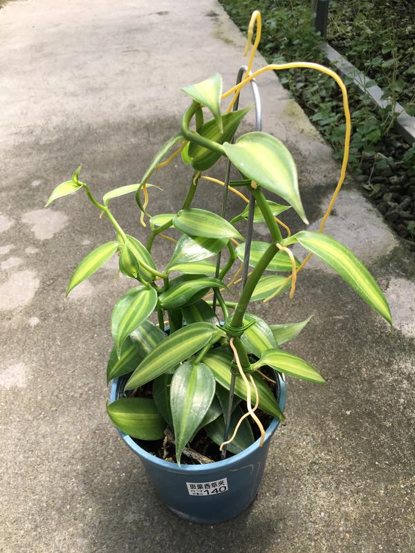 香草植物：斑葉臺灣梵尼蘭