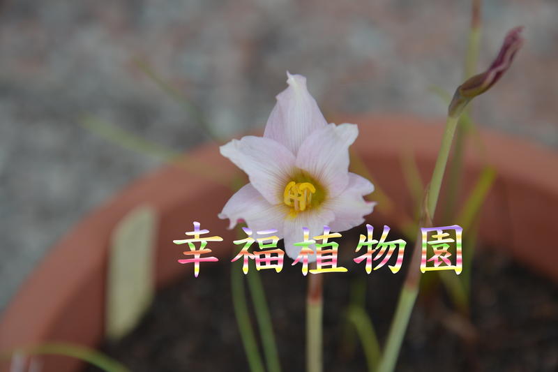 [幸福植物園]風雨蘭Habranthus tubispathus var.roseus