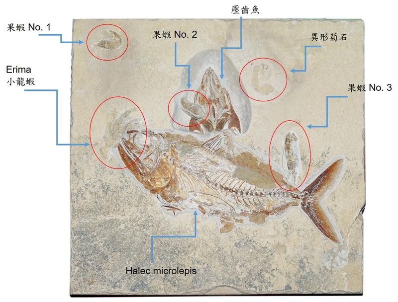 [7件化石] 3隻果蝦 + 1隻龍蝦 + 2隻魚 + 1個異形菊石，豐富化石群板 (保有魚皮膚 牙齒)