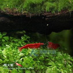 【AC草影】極火蝦 【二十隻】淡水蝦 玫瑰蝦 火焰蝦 除藻蝦