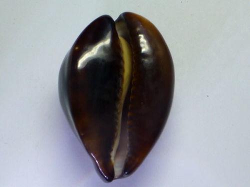 龜背寶螺Cypraea decipiens，51.2mm，澳洲西部產，附原貝ID