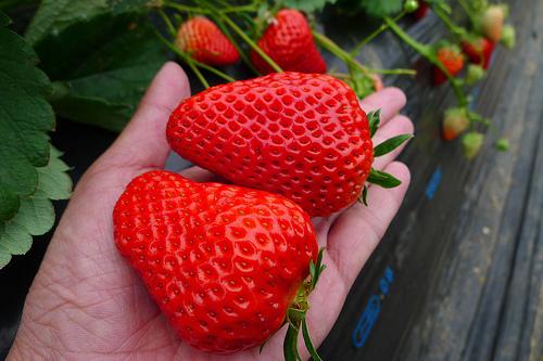 草莓苗 2018新品種 蜜香草莓