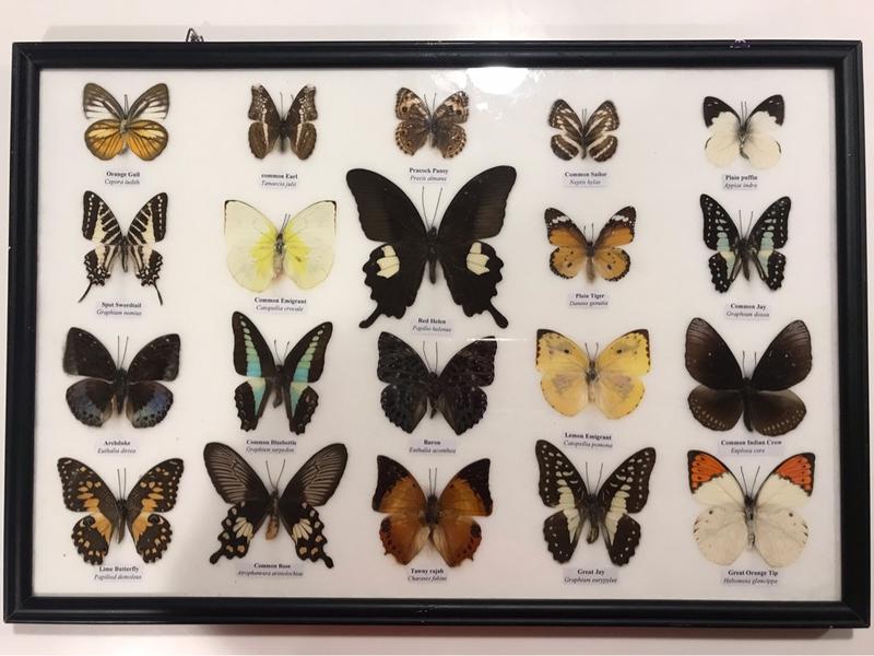 蝴蝶標本（20隻）