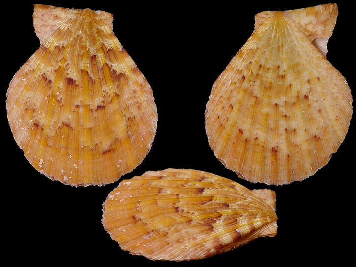 [ Shellbay ] ~ 海扇蛤 Semipallium barnetti (23.4 mm) ~