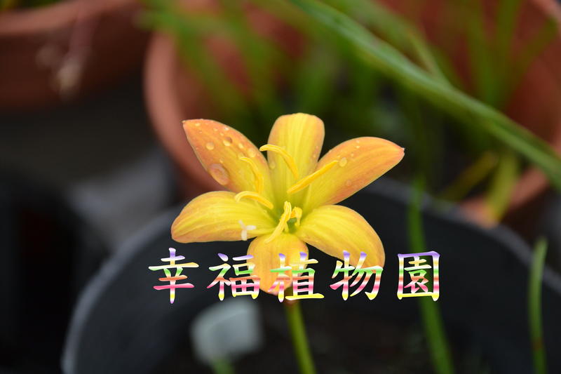 [幸福植物園]風雨蘭 三色菊Zephyranthes Tricolor daisy