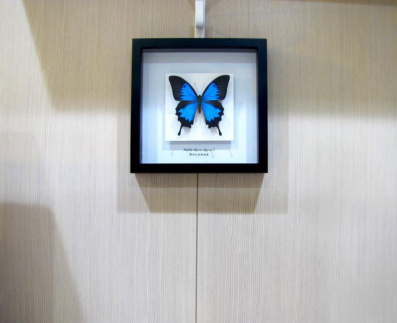 蟲新發現╭○-○╮蝴蝶標本A1 ~ 作品名稱：浮世蝶影 - 澳洲大琉璃鳳蝶
