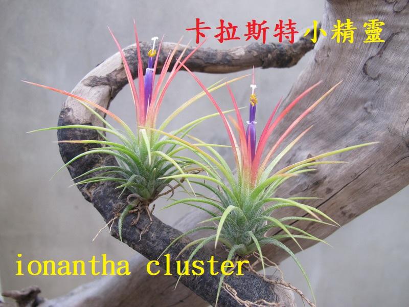 空氣鳳梨綠房子卡拉斯特小精靈 Tillandsia ionantha Cluster