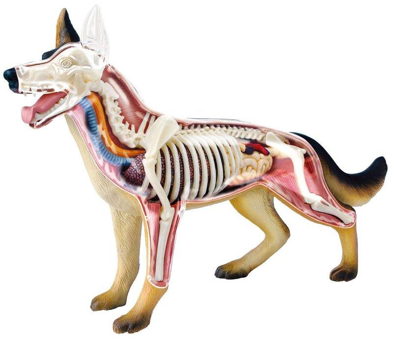 【CartoonBus】現貨~限量最後一隻! 青島文化 立體益智4D VISION 動物解剖模型 狗 狼犬