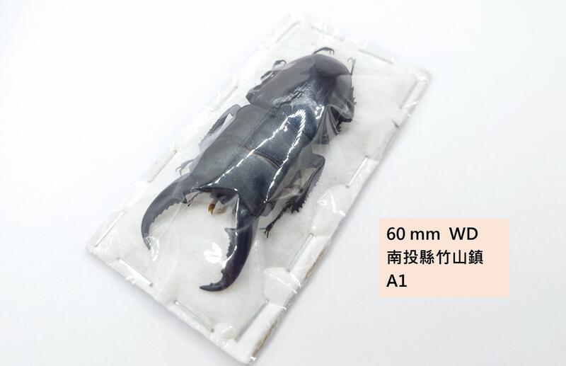 標本 Taiwan Dytiscoidae sp.37mm 全部藏品| Page 56 | 林業試驗所昆蟲標本館