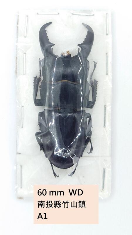 Dorcus titanus sika 台灣扁鍬形蟲標本乾貨| 露天市集| 全台最大