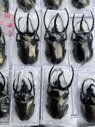 Chalcosoma atlas hesperus.菲律賓南...