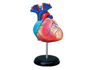 4D MASTER 立體拼組模型人體解剖教學系列-心臟 26052 立體拼圖【小瓶子的雜貨小舖】