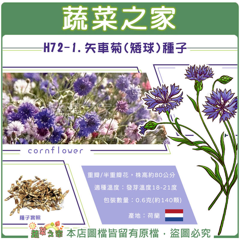 【蔬菜之家滿額免運】H72-1.矢車菊種子0.6克(約140顆)/混合色/重瓣/半重瓣花，高度約80公分。