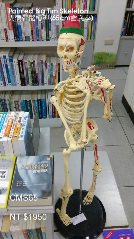 人體骨骼模型(65cm含底座)