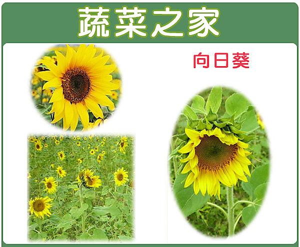 【蔬菜之家滿額免運】H01.向日葵種子150顆(美化綠化環境作物)