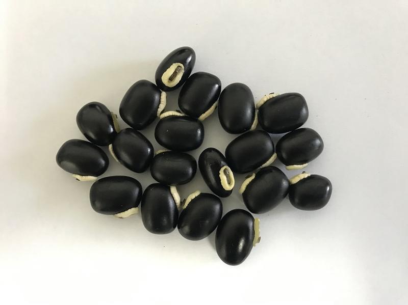 S-199【種子盆栽】虎爪豆種子(黑)15顆30元。別名:黎豆、富貴豆、龍爪黧豆、藜豆。
