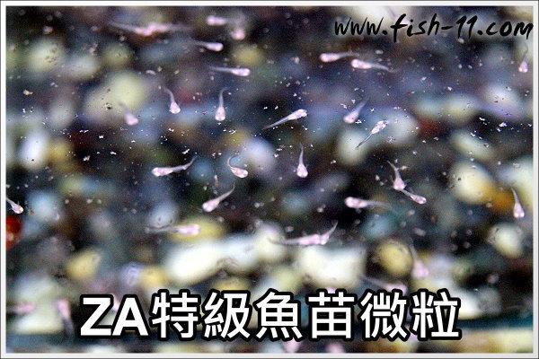 [魚魚便利商店]台灣製造 ZA特級魚苗"粉狀飼料" -1公斤裝 水族仔魚 魚苗專用飼料 餌料