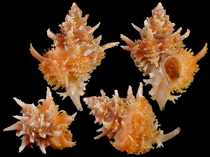 [ Shellbay ] ~ 骨螺 Favartia judithae (19.1 mm) ~