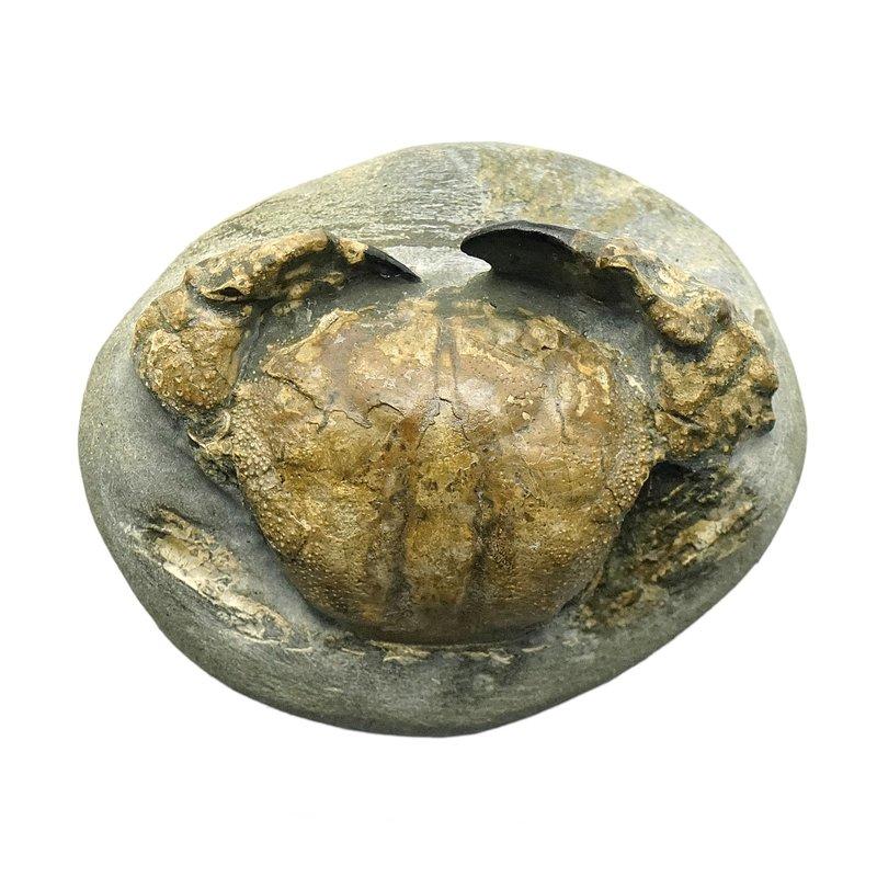 天成晶石] 台灣本土顆粒靜蟹化石~~高完整度、殼體硬(保有原生紅殼 