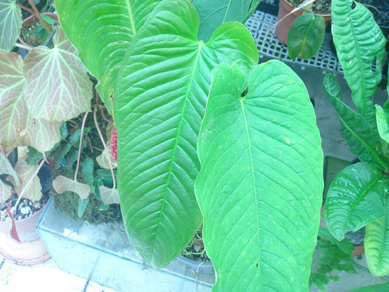 雨林植物 [超稀有商品] Anthurium cuspidatum