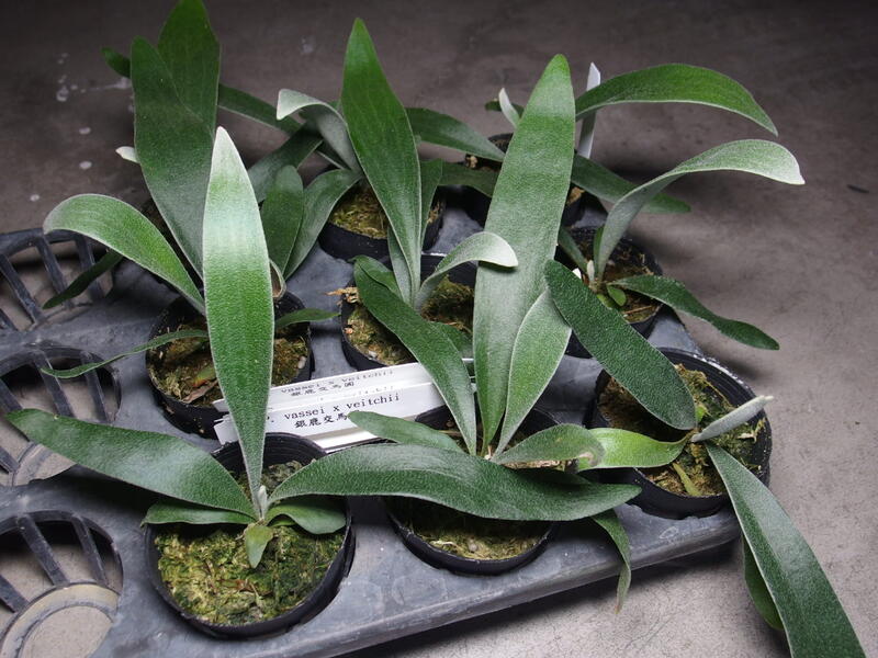 銀鹿x馬圓銀馬鹿角蕨P.veitchii × P.alcicorne | 露天市集| 全台最大的 