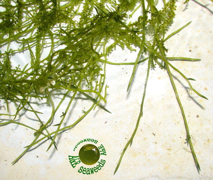 長莖葡萄蕨藻(海葡萄)- 海藻 海水缸