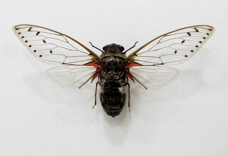 蟲新發現╭○-○╮昆蟲標本A1 ~ 帝王蟬 ♂ 展翅17~18CM  產地：泰國