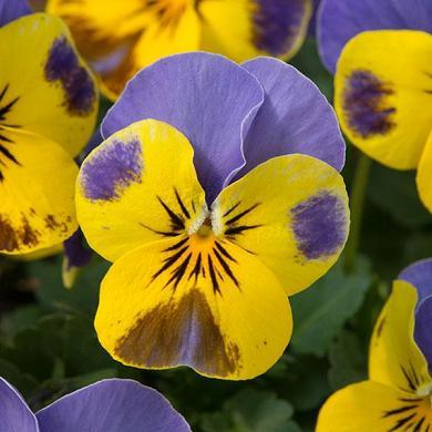 迎曦花園2020年一月進口種子 香堇菜 紫與黃 25顆/80