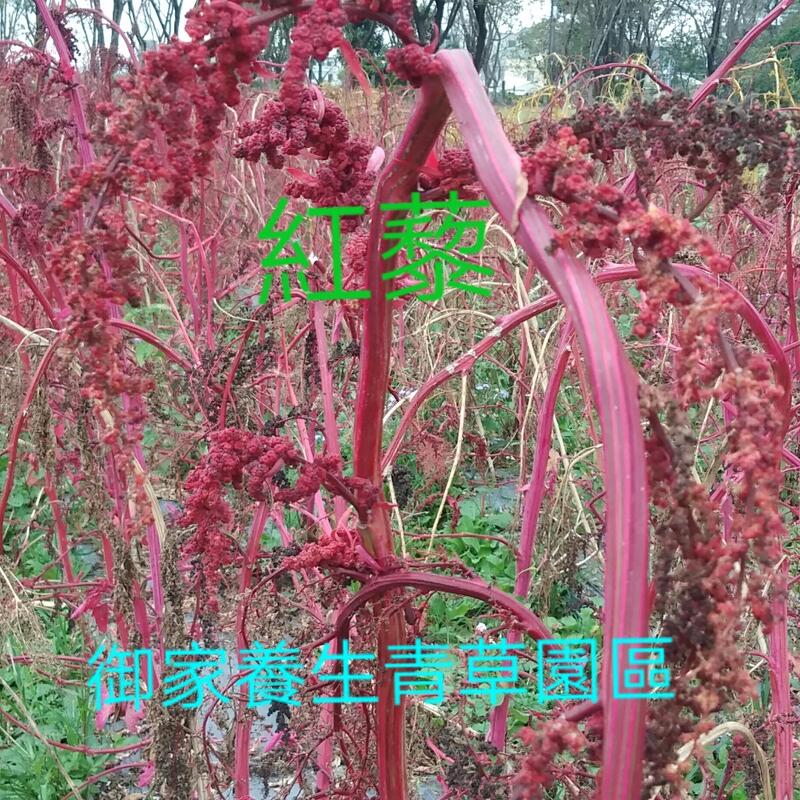紅藜種子