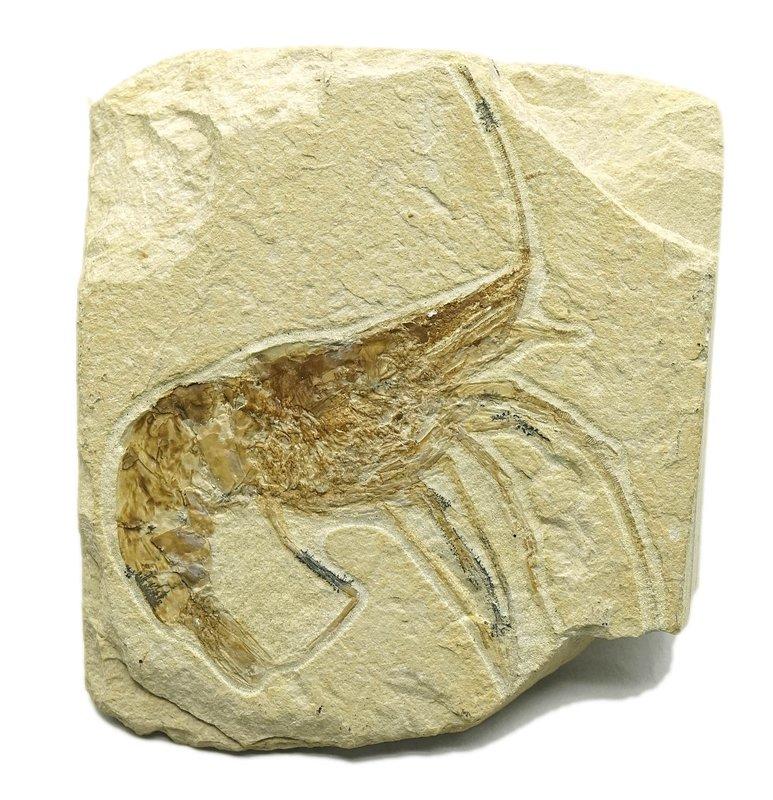 [巨無霸] 6cm 黎巴嫩 果蝦化石~~超大隻，蝦殼及觸鬚保存完好 (體積為一般的四倍大)