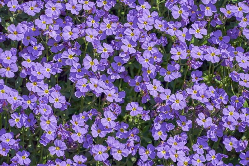 紫岩水芹Rockcress種子0.1g(約200顆)~優良地被植物，適合美化牆面或岩石花園造景