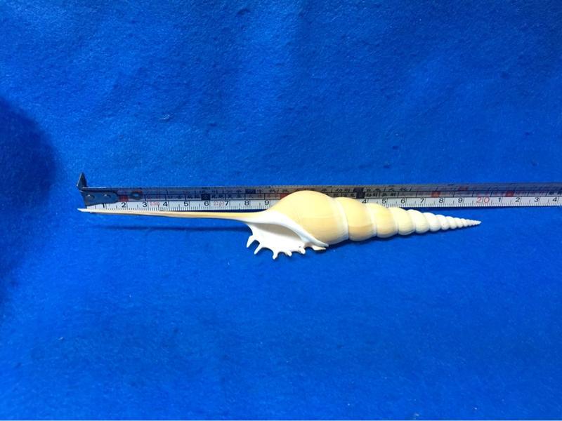 【鑫寶貝】貝殼DIY  長鼻螺   19.7公分  no6 單顆250元 貝殼收藏 拍照擺設、開店擺設