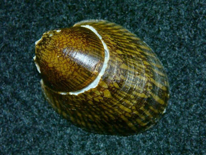JLshell - 壁蜑螺 Septaria borbonica