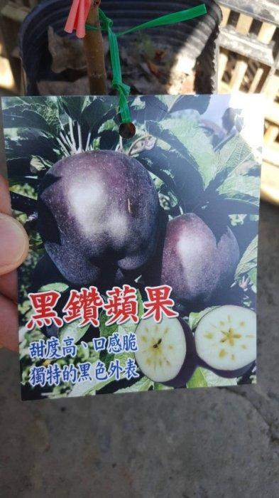 ╭＊田尾玫瑰園＊╯ 新品種水果苗-(黑鑽蘋果)高25cm600元