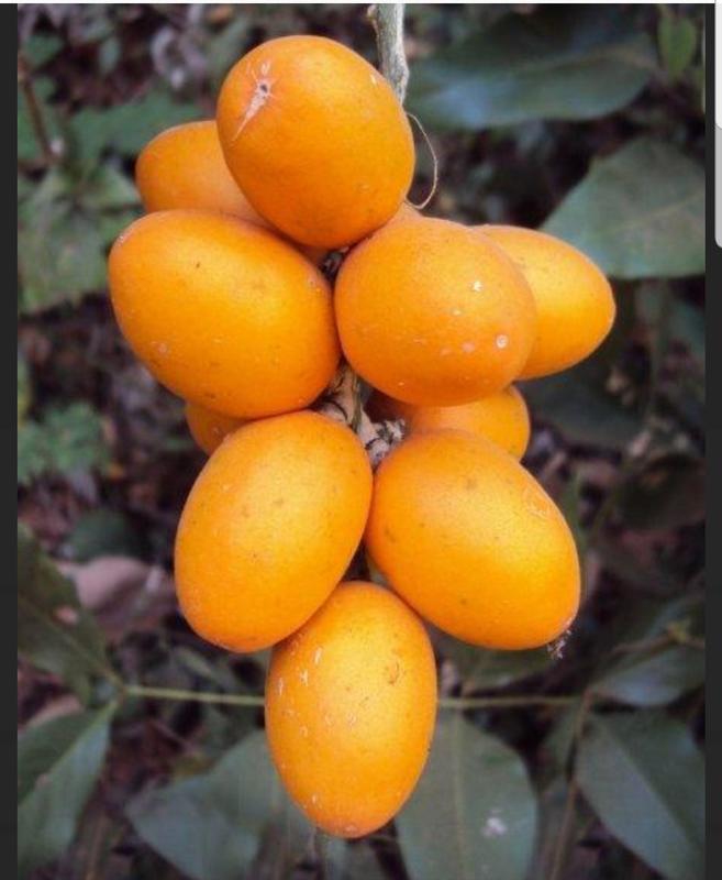 慕花坊   奇瑪克來尼果   外國果樹
