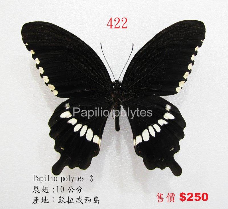 蟲新發現╭○-○╮蝴蝶標本A1 ~ Papilio polytes ♂ 展翅10CM 產地：蘇拉威西