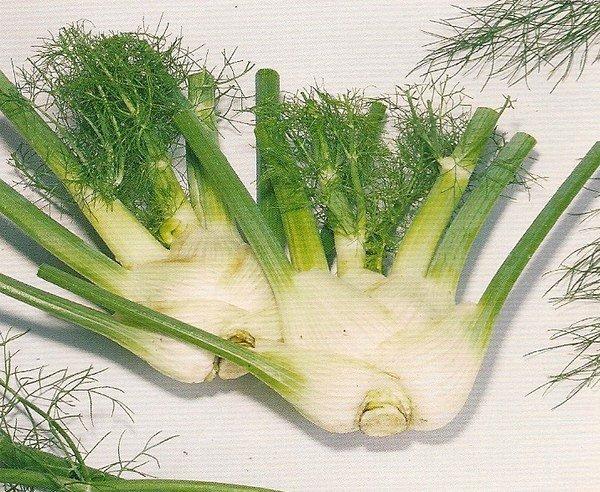 【蔬菜種子S108】結頭茴香（甜茴香）~ 兼具香料植物的新興蔬菜，整株皆可食用