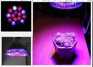 【光力能LED植物燈坊】新型二代鑽石款30W聚光型PAR燈  8紅4藍全光譜 多肉/長葉 LED植物生長補光燈