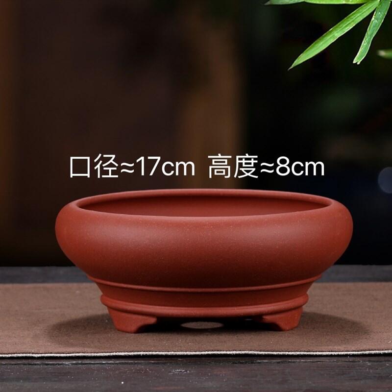菖蒲盆栽- 人氣推薦- 2026年5月| 露天市集